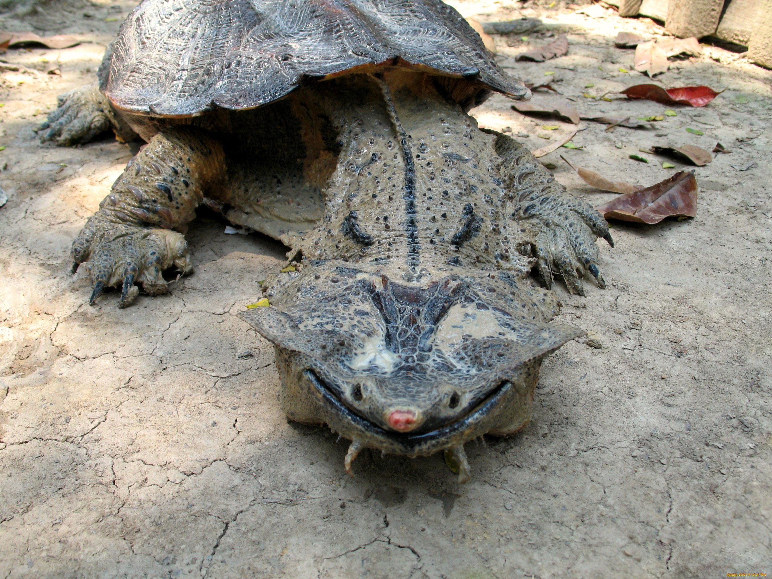 Мата самая. Черепаха Матамата. Бахромчатая черепаха Матамата. Chelus fimbriatus. Бахромчатая черепаха мата-мата.